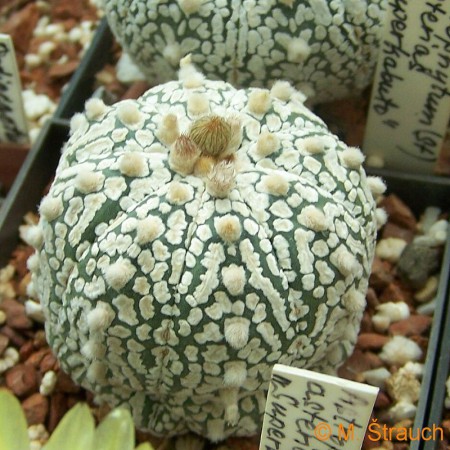 Astrophytum asterias cv.Supercabuto